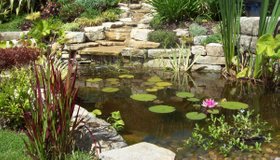 Garden pond aquatic plants